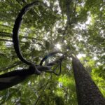 Twisting Vines in Mary Cairncross Rainforest, Queensland