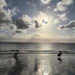 Pelicans at Sunshine Coast, Queensland