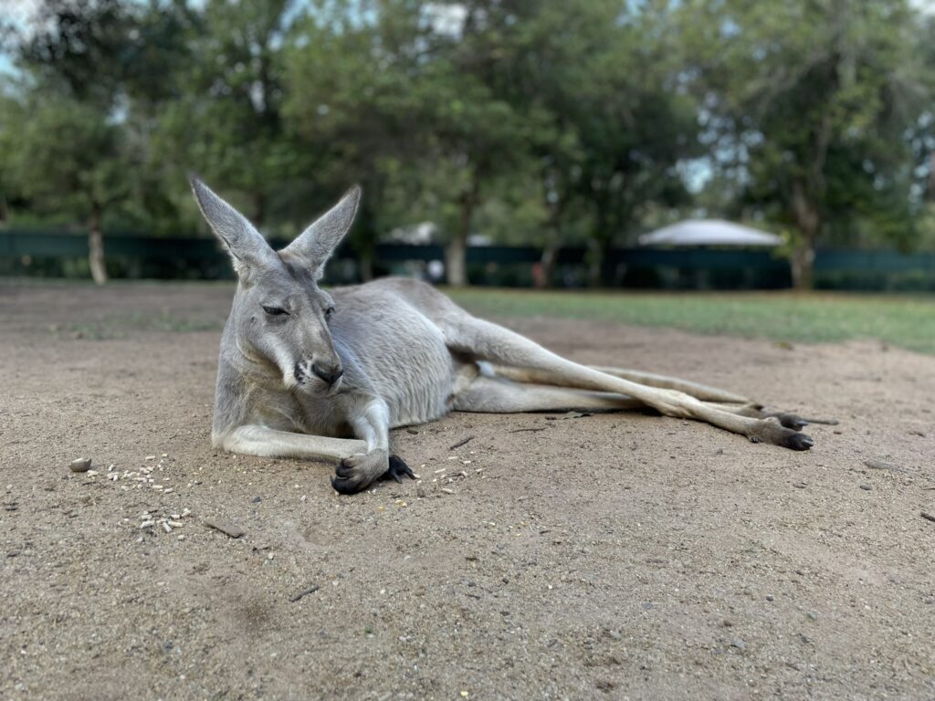 Lazy Kangaroo in Queensland