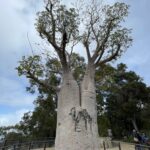 The Famous Gija Jumulu Baobab, Kings Park Perth