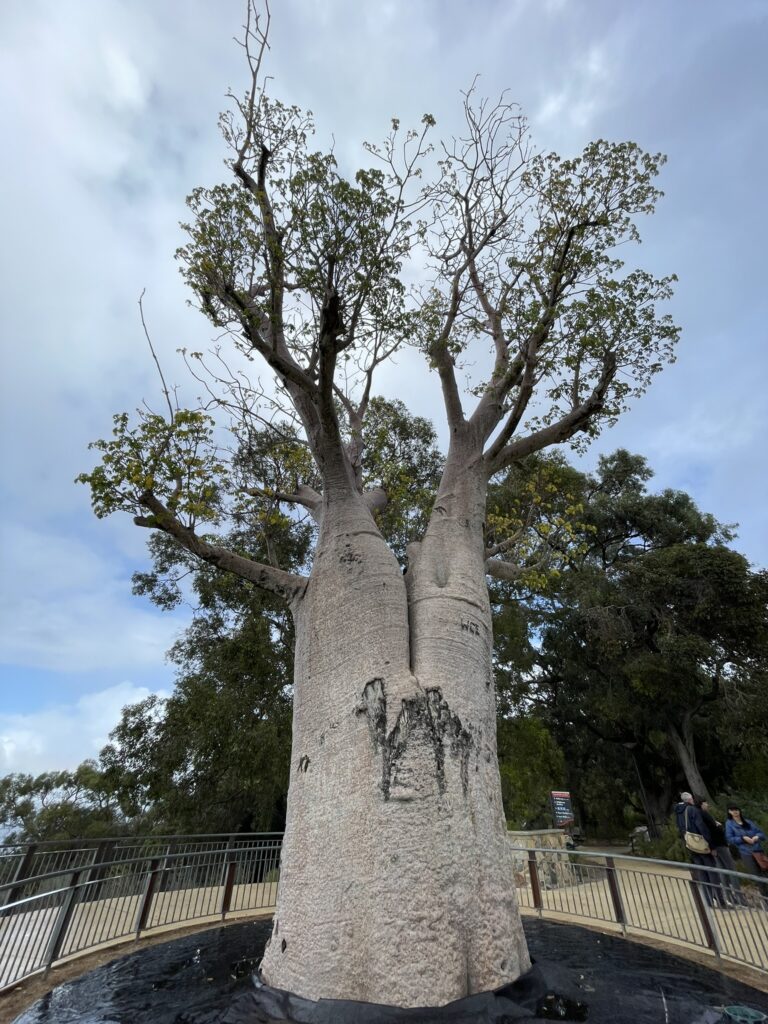 The Famous Gija Jumulu Baobab, Kings Park Perth