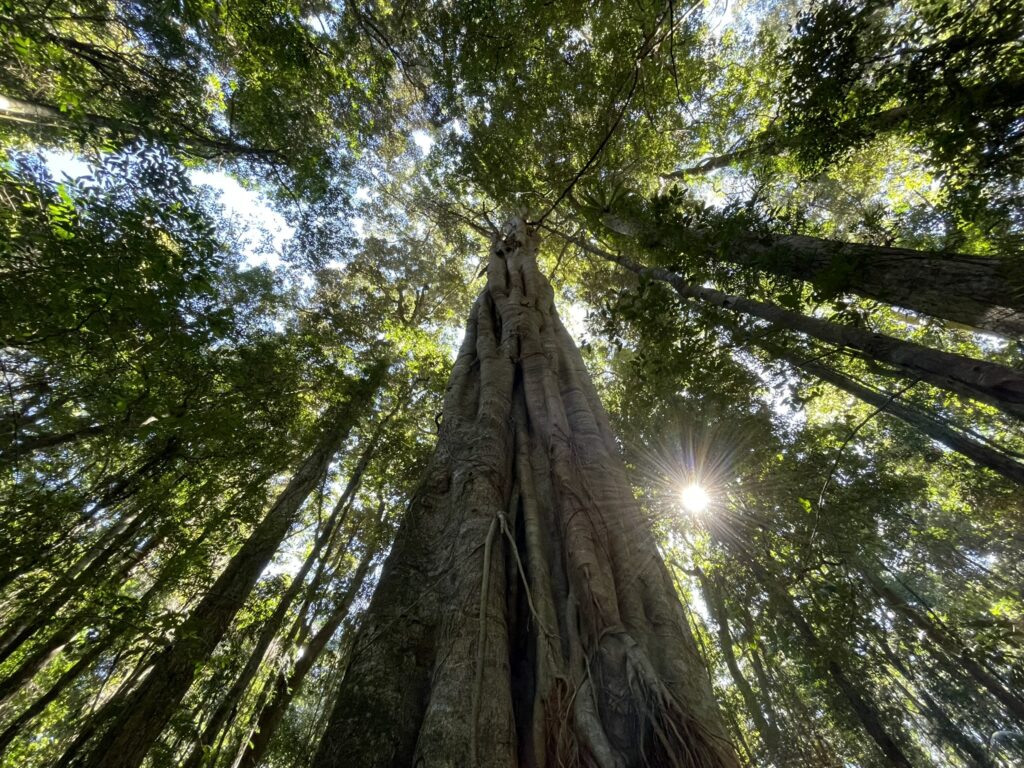 Mary Cairncross Rainforest, Sunshine Coast Hinterland