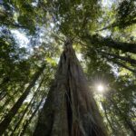 Mary Cairncross Rainforest, Sunshine Coast Hinterland