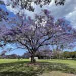 Jacaranda Blossoms in Brisbane