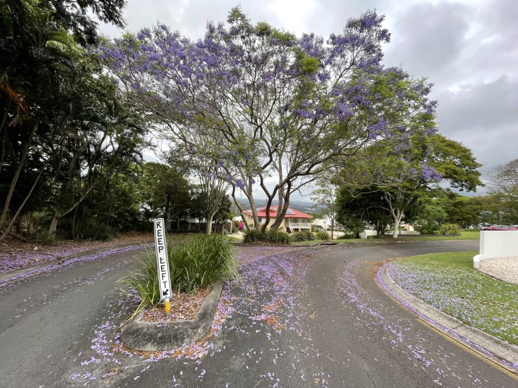 Jacaranda Streets in Maleny, Sunshine Coast Hinterland