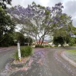 Jacaranda Streets in Maleny, Sunshine Coast Hinterland